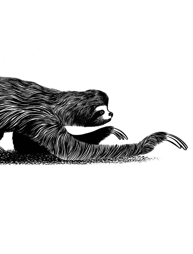 Perezoso | Sloth | Ramón París