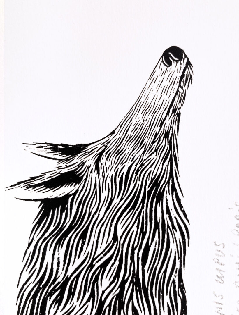 canis lupus | Ramón París