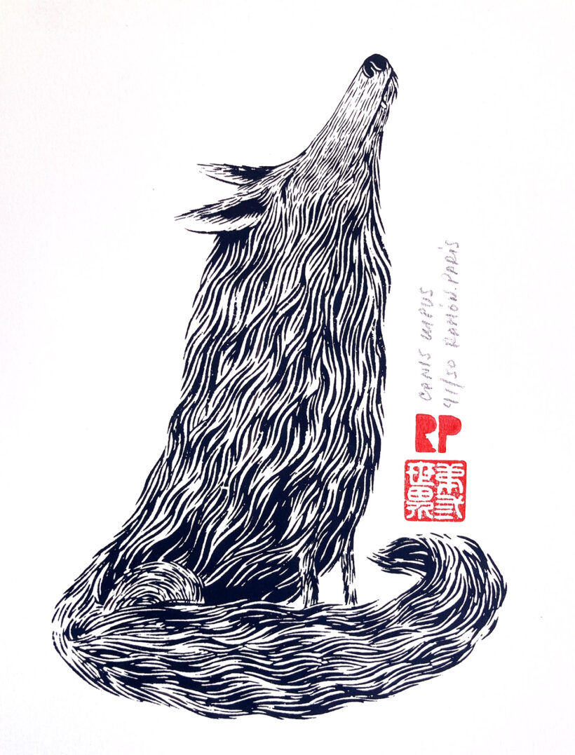canis lupus | Ramón París