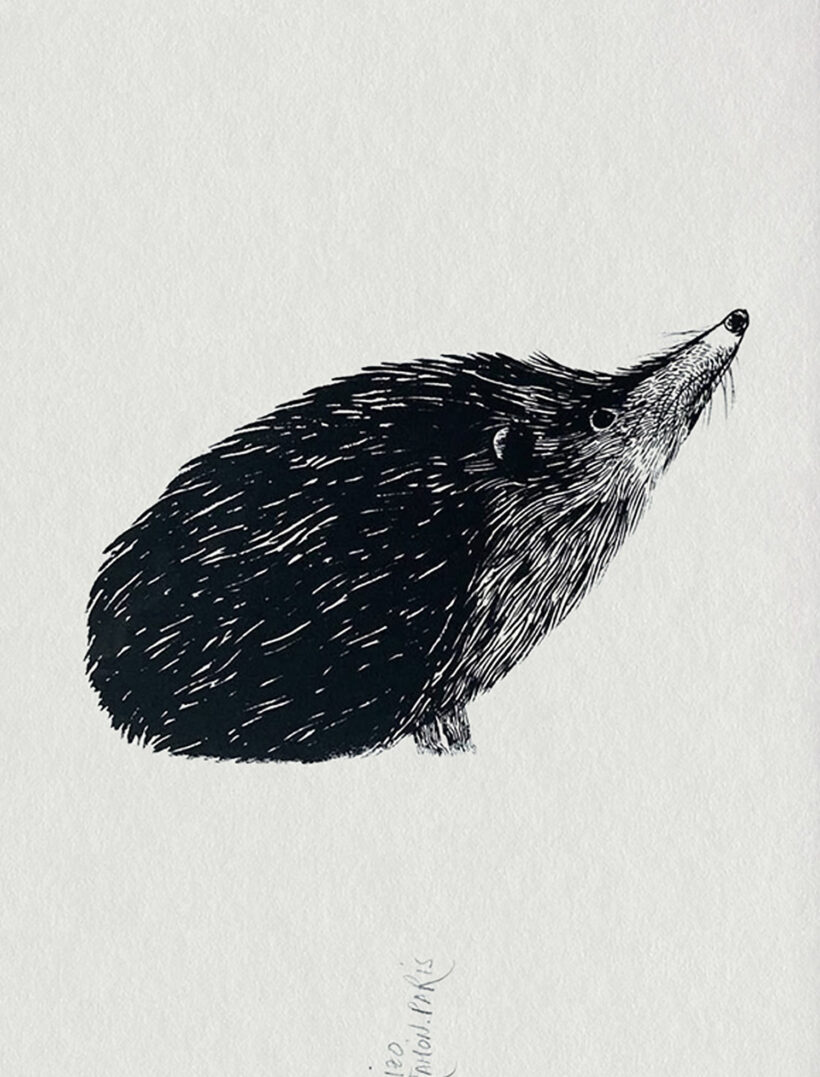 Hedgehog screenprint | Ramón París